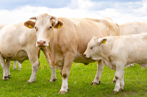 Charlois Rinder auf der Weide in Lugau